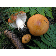 Мицелий Сыроежки сереющей / Сыроежка выцветающая (Russula decolorans)